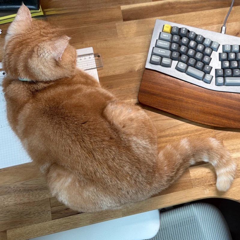The cat